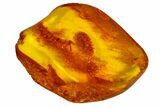 Detailed Fossil Cranefly and Fly in Baltic Amber #163484-1
